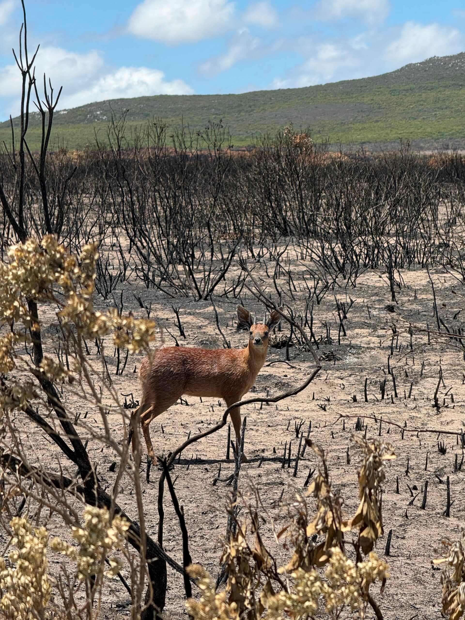 Grysbok Grazing on Fresh Growth