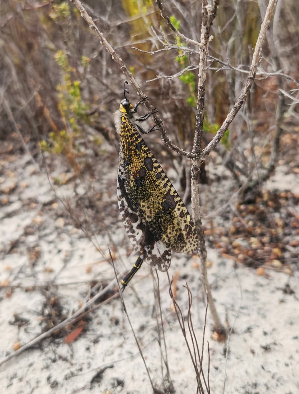 Post-Fire Visitors: The Antlion