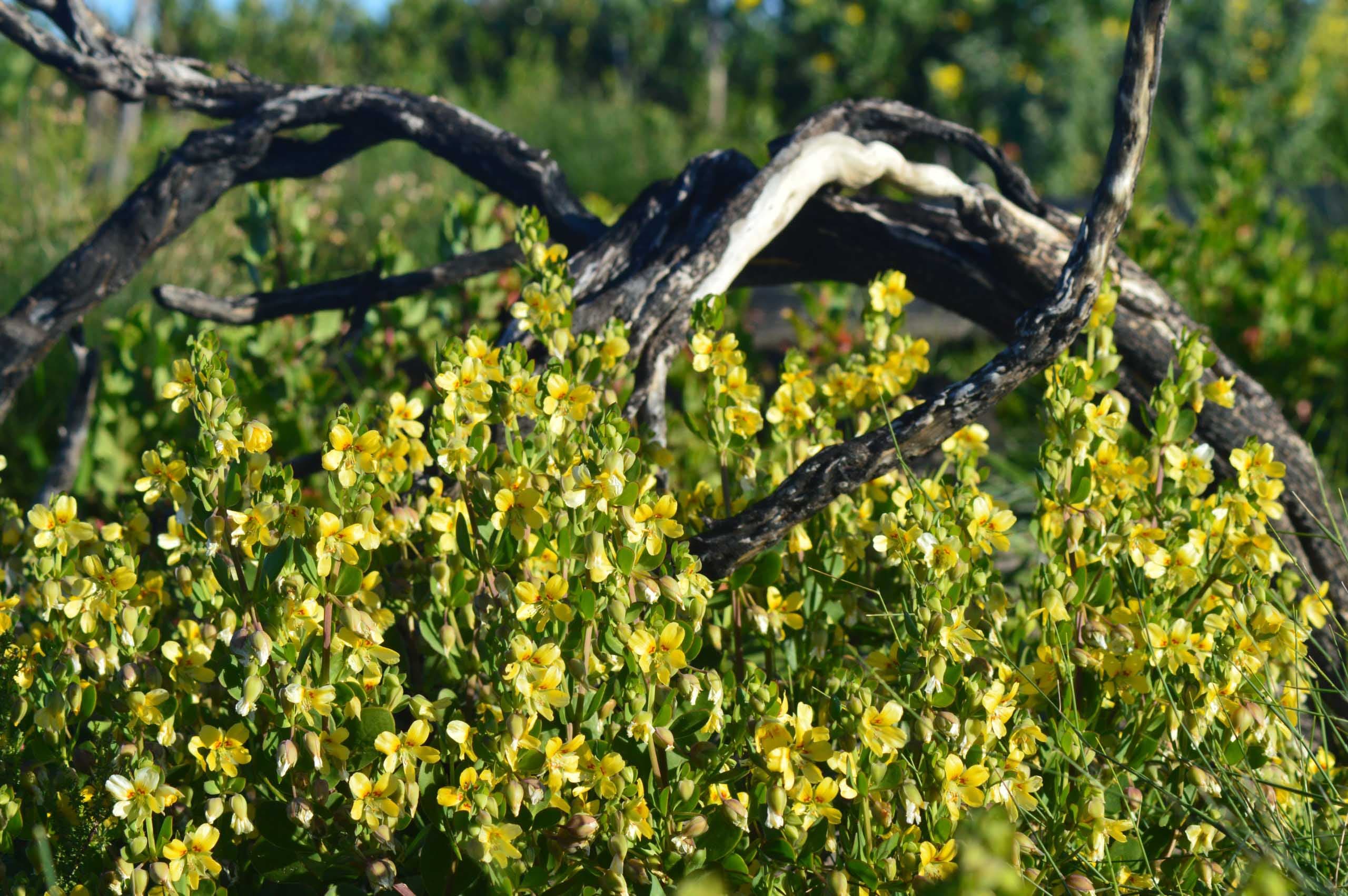 Vyfpondbos, thin twinleaf, spekbossie — Roepera flexuosa’s weight related names
