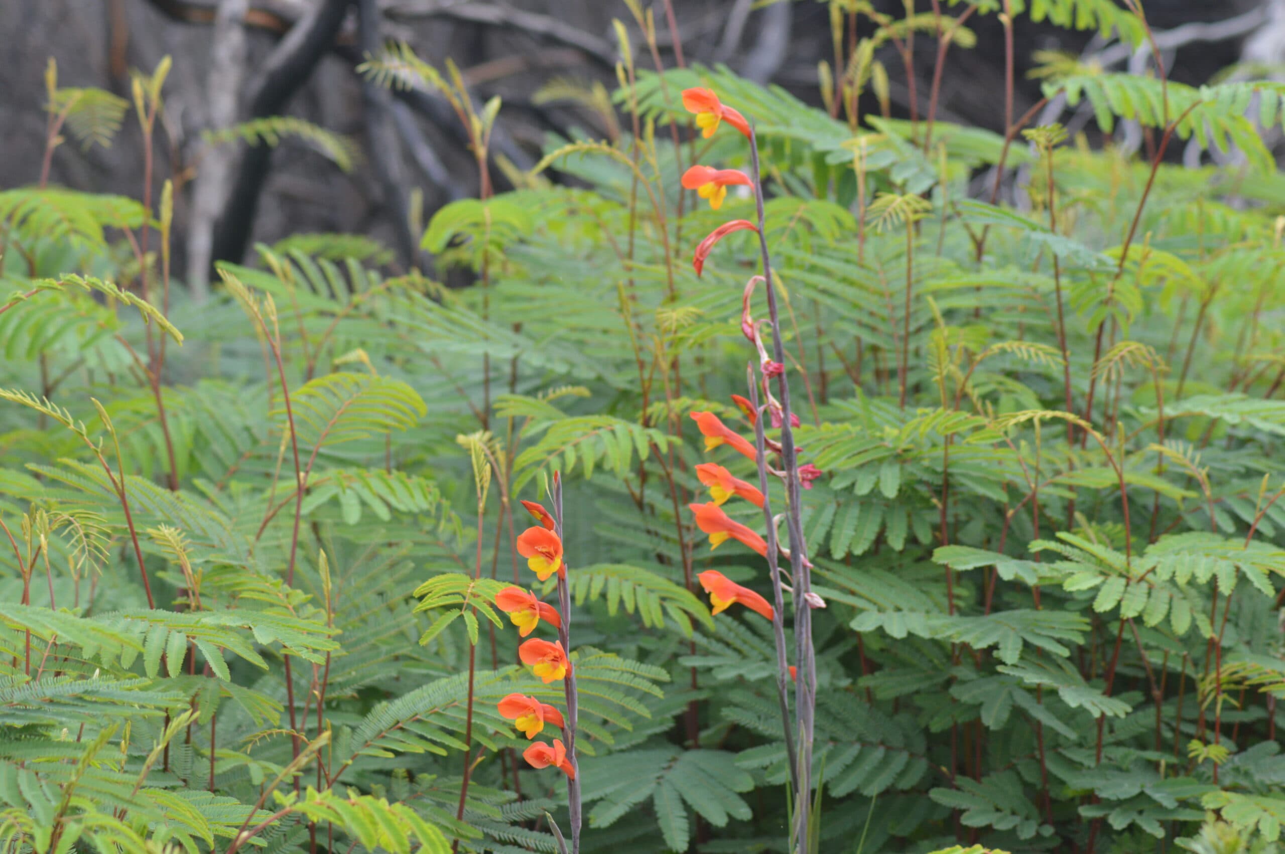 Fight for the Light: Fynbos vs Invasive Alien Plants