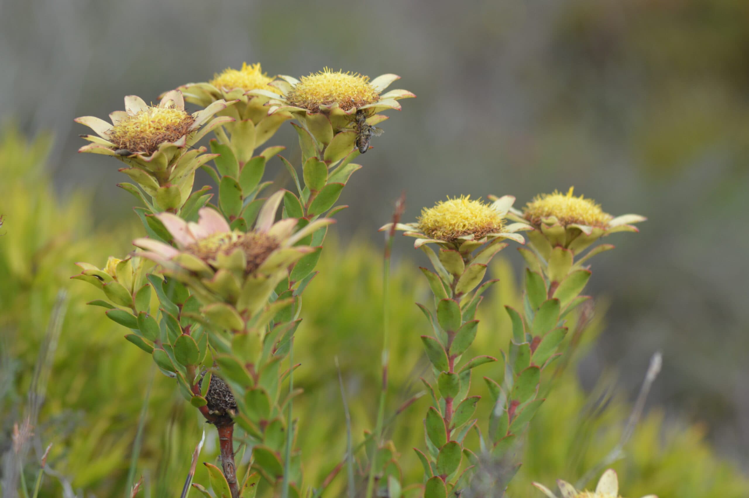 Persistence is key – ask the fynbos.
