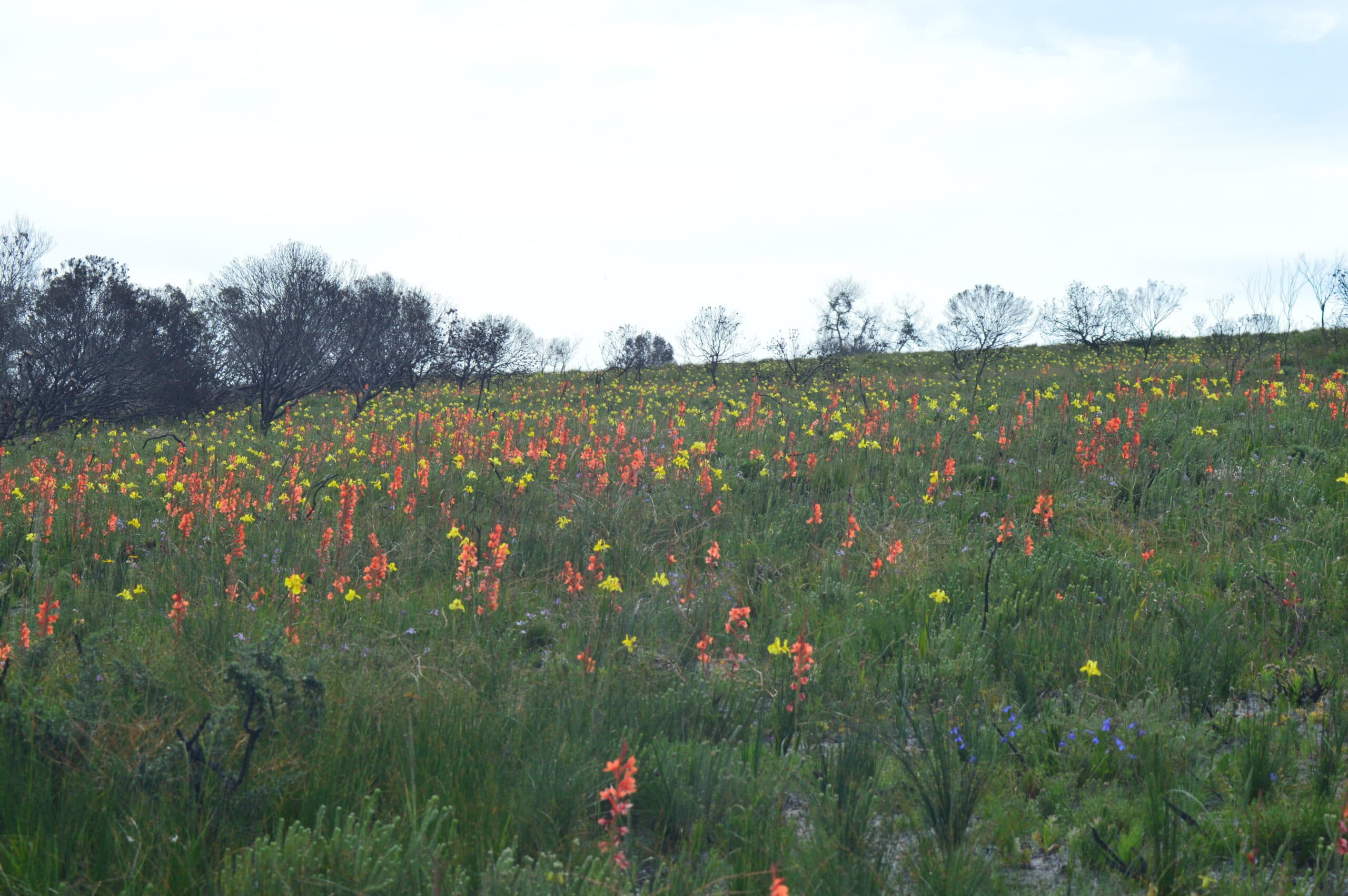Messages from Olympus: Sea of Iridaceae